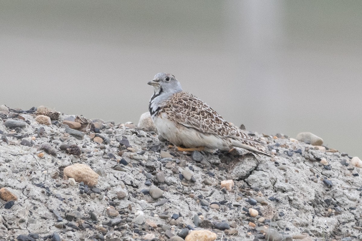 Least Seedsnipe - ML645649451