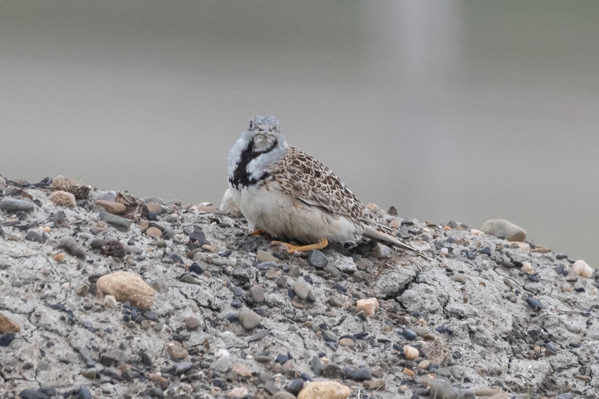 Least Seedsnipe - ML645649452