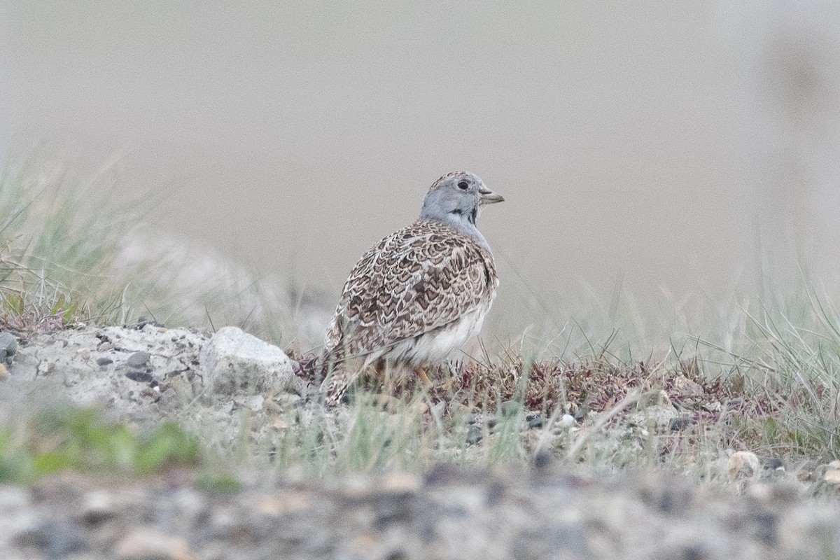 Least Seedsnipe - ML645649453