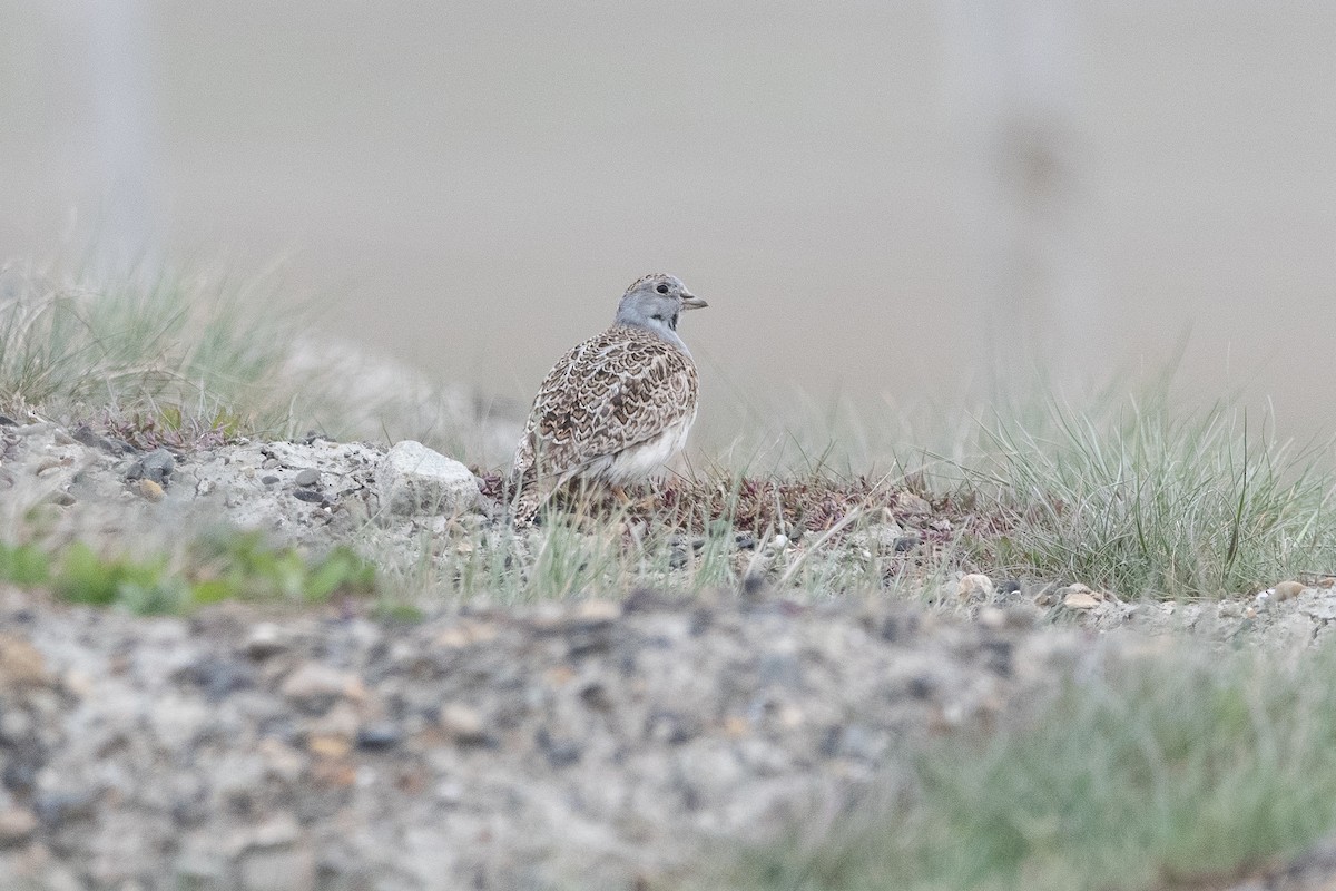 Least Seedsnipe - ML645649455