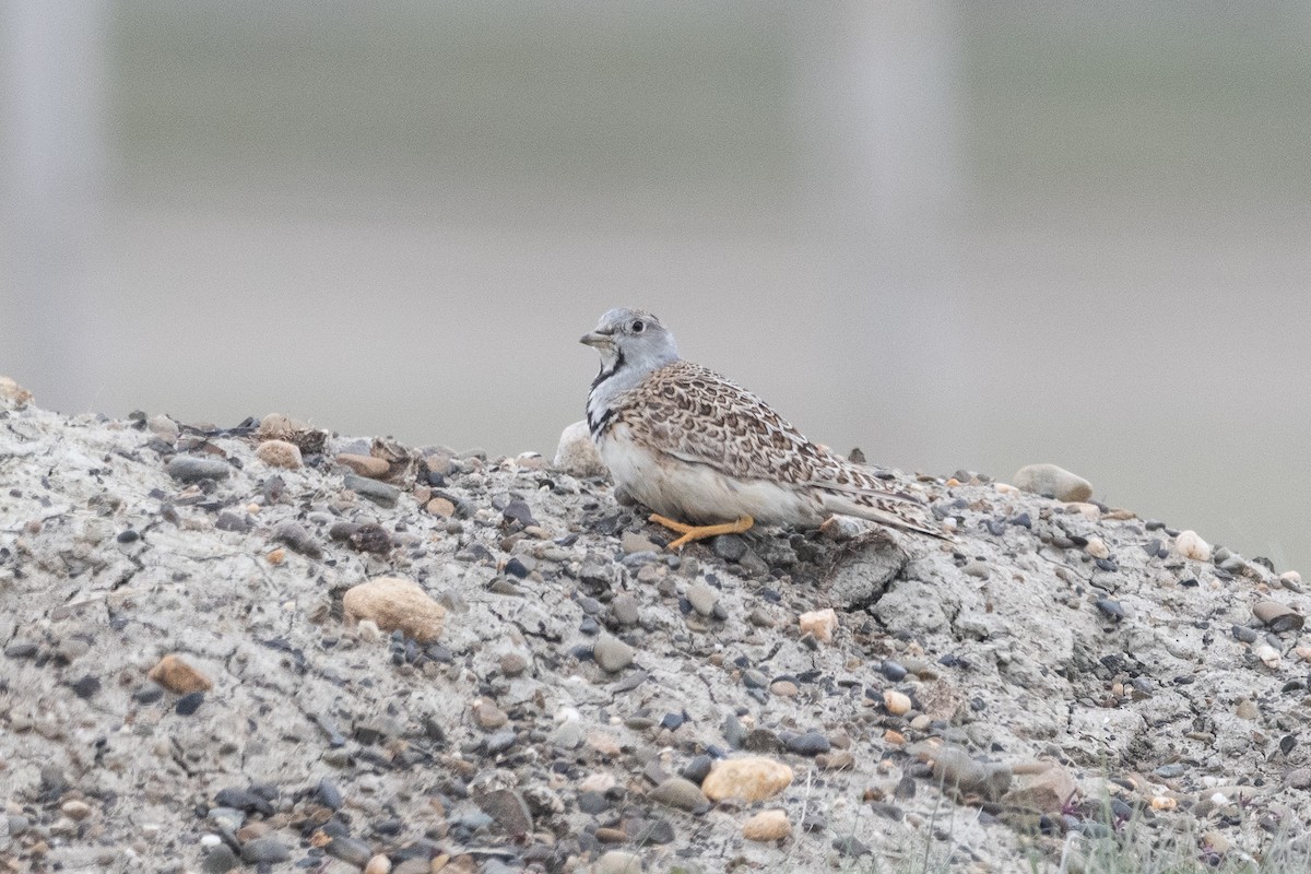 Least Seedsnipe - ML645649456