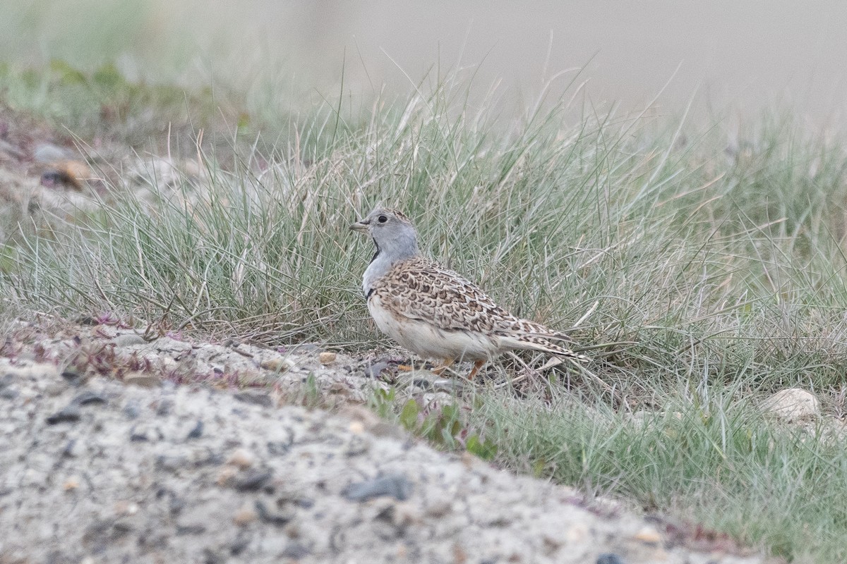 Least Seedsnipe - ML645649457