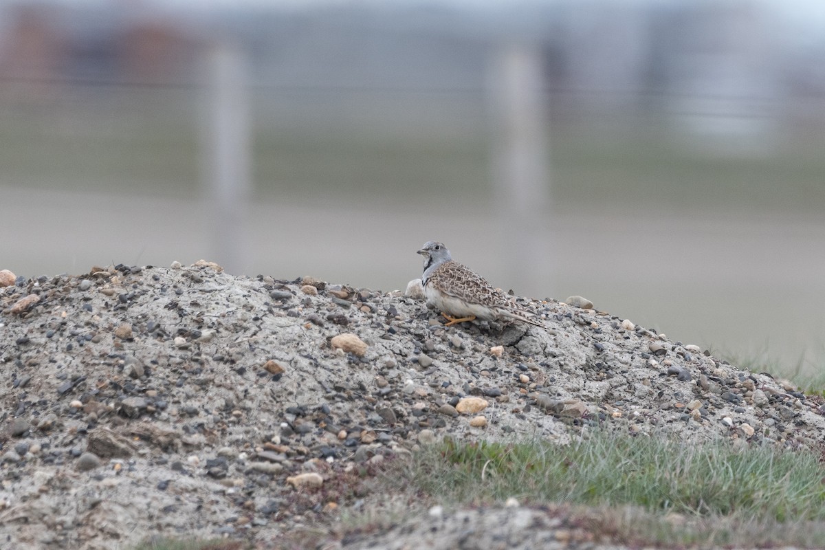 Least Seedsnipe - ML645649458