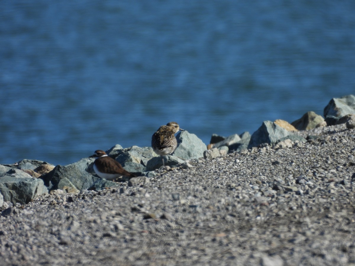Pacific Golden-Plover - ML645649465