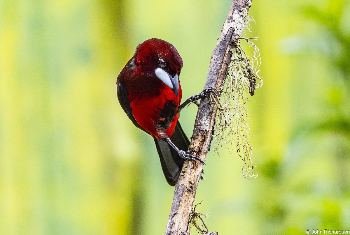 Black-bellied Tanager - ML645649467
