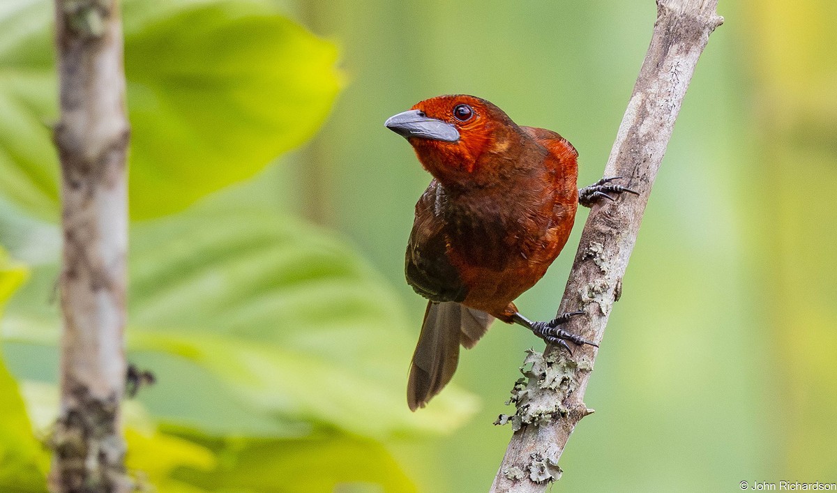 Black-bellied Tanager - ML645649468
