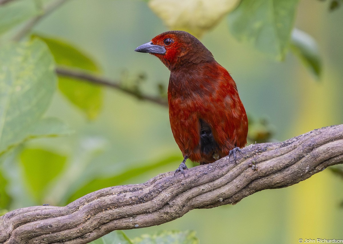 Black-bellied Tanager - ML645649469