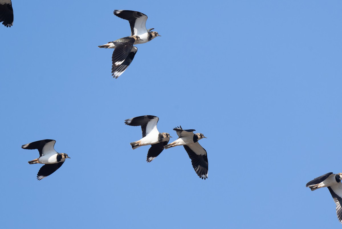 小辮鴴 - ML645649470