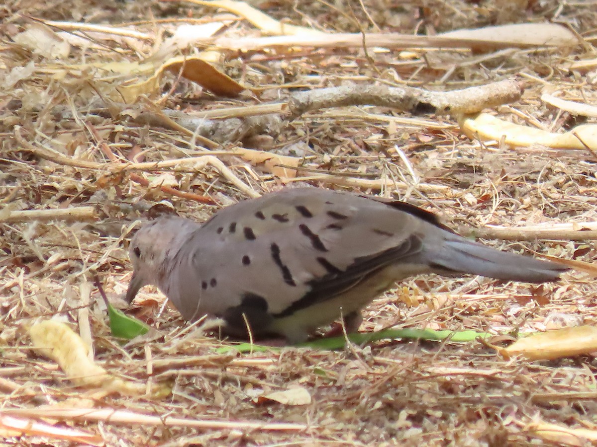 Ecuadorian Ground Dove - ML645649471