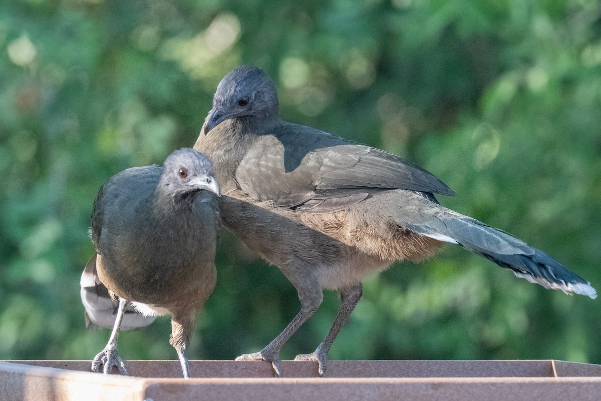 Plain Chachalaca - ML645649473
