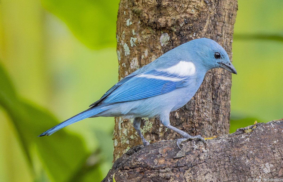 Blue-gray Tanager - ML645649477