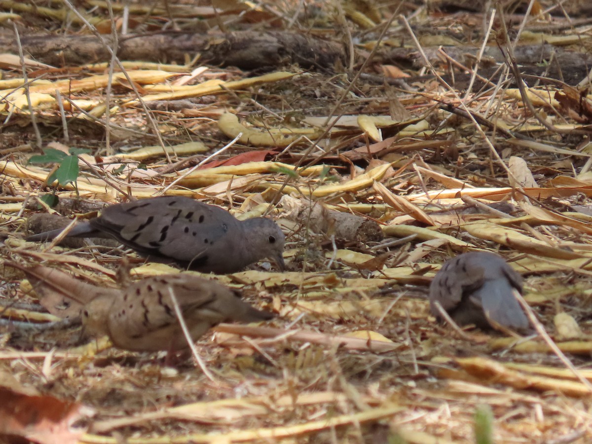 Ecuadorian Ground Dove - ML645649478