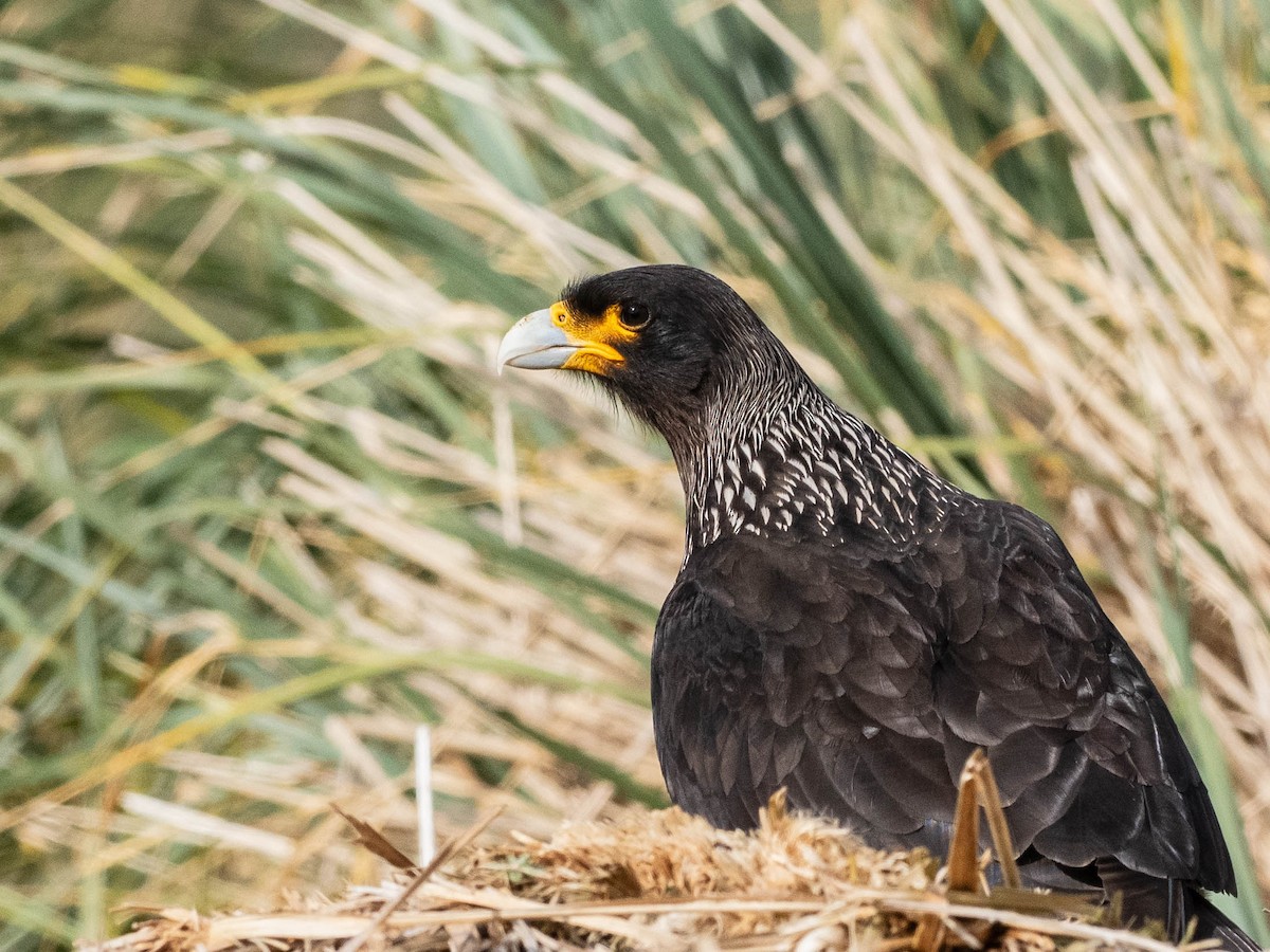 Striated Caracara - ML645649479