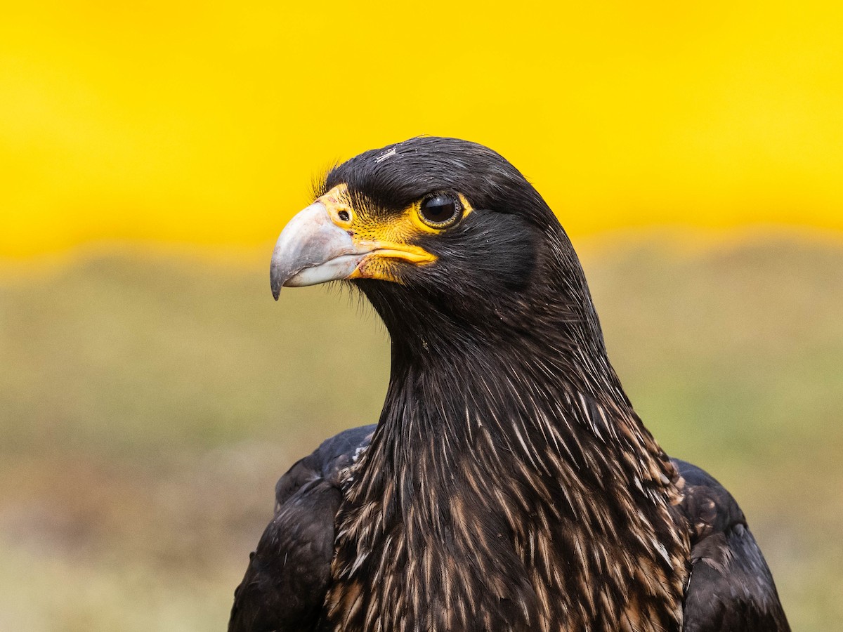 Striated Caracara - ML645649480
