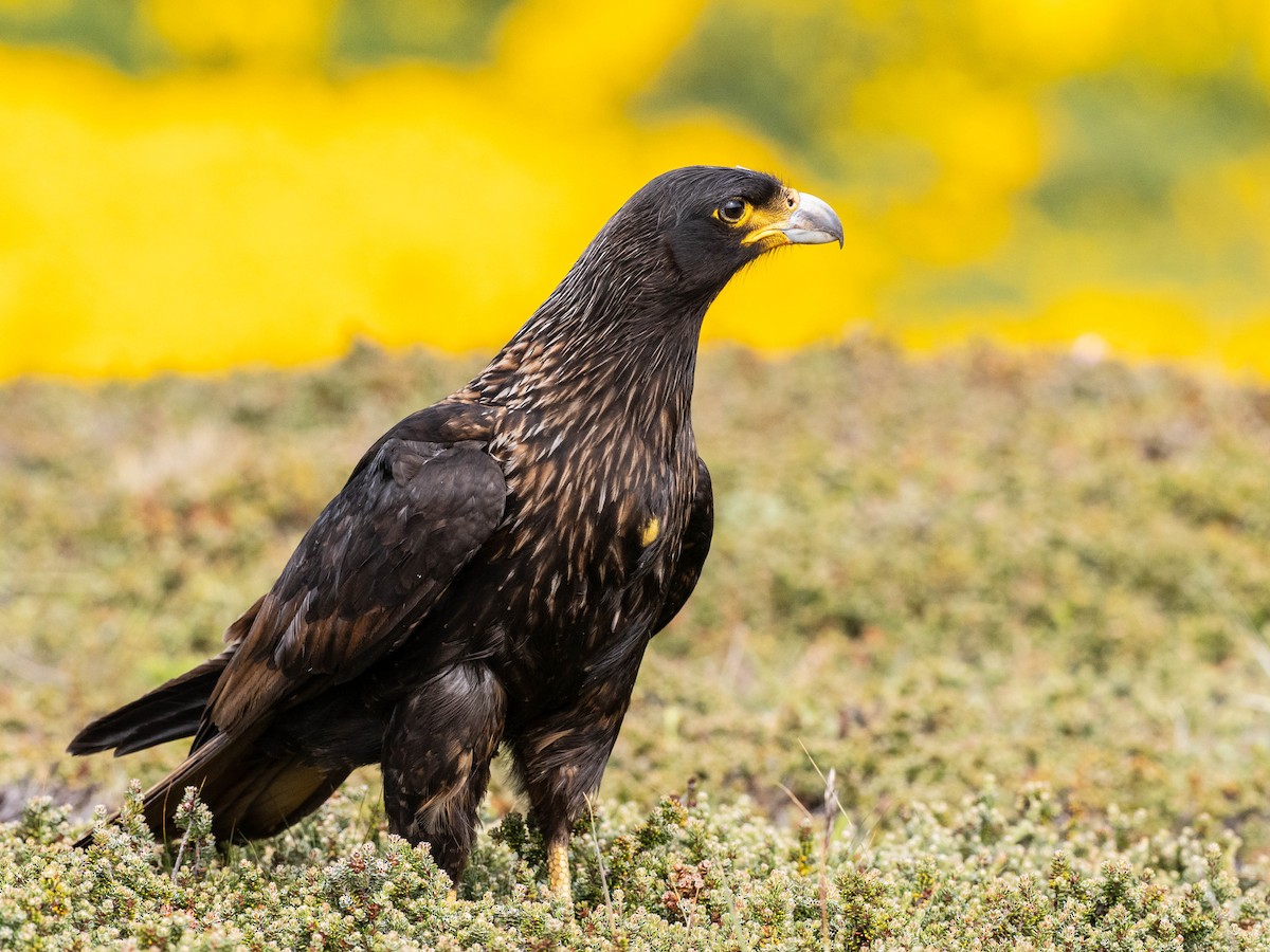 Striated Caracara - ML645649481
