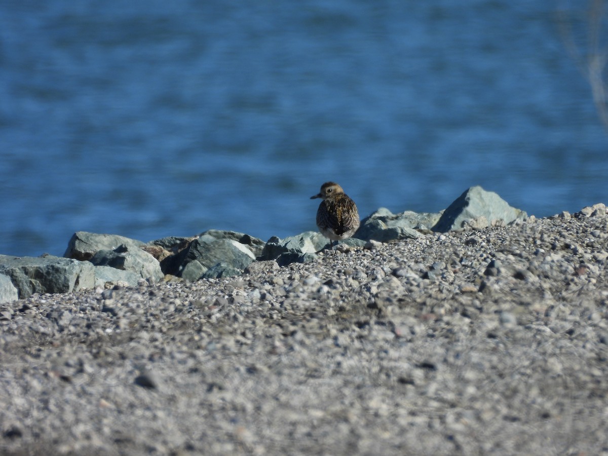 太平洋金斑鴴 - ML645649482