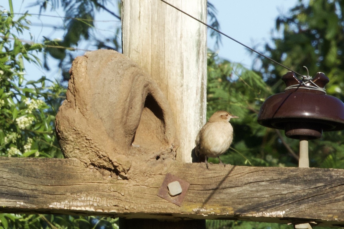 Rufous Hornero - ML645649483