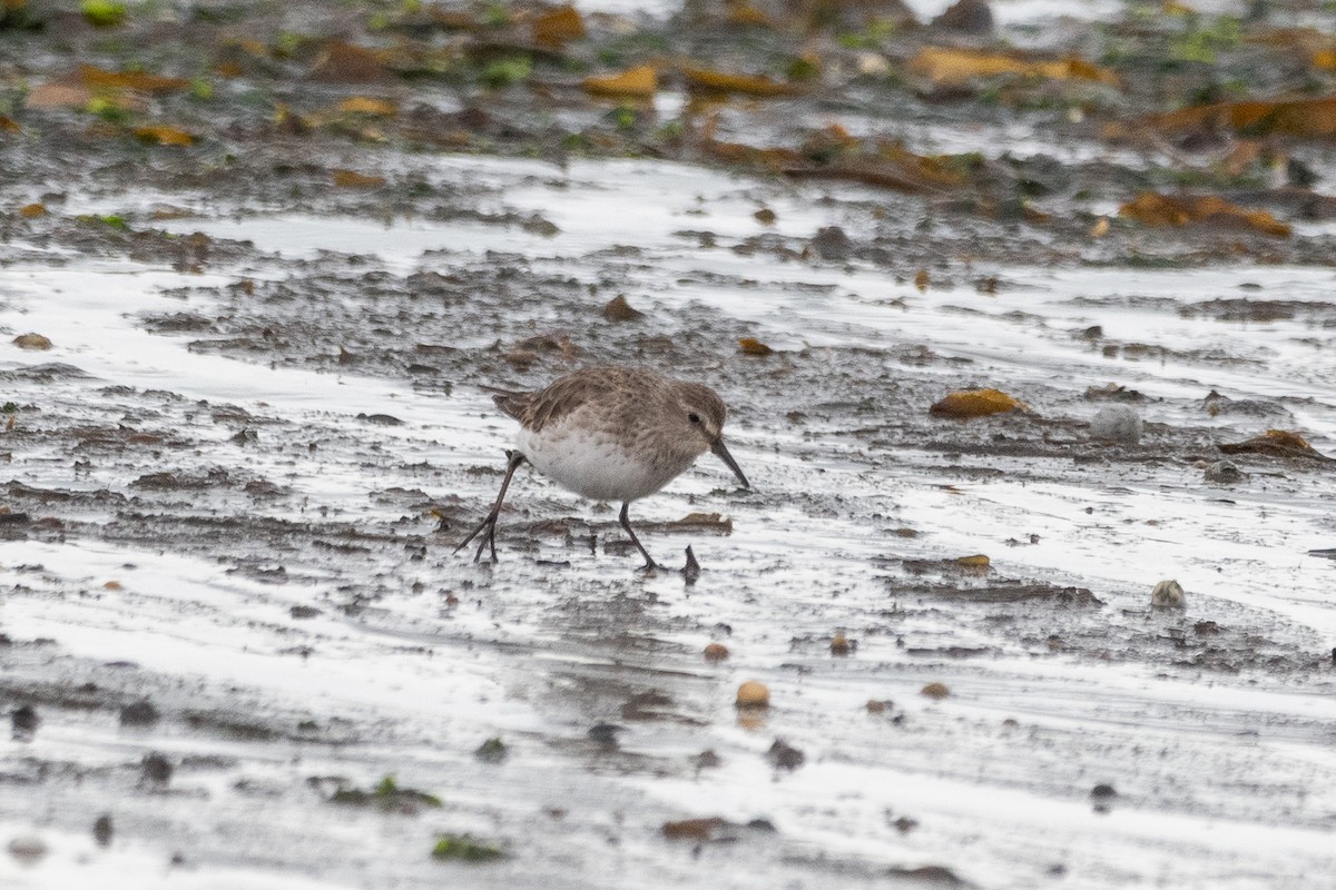 White-rumped Sandpiper - ML645649484