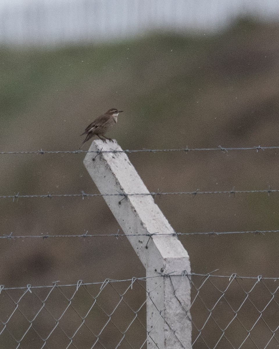 Buff-winged Cinclodes - ML645649489