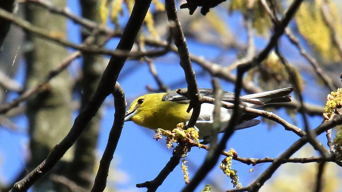 Yellow-throated Vireo - ML645649490