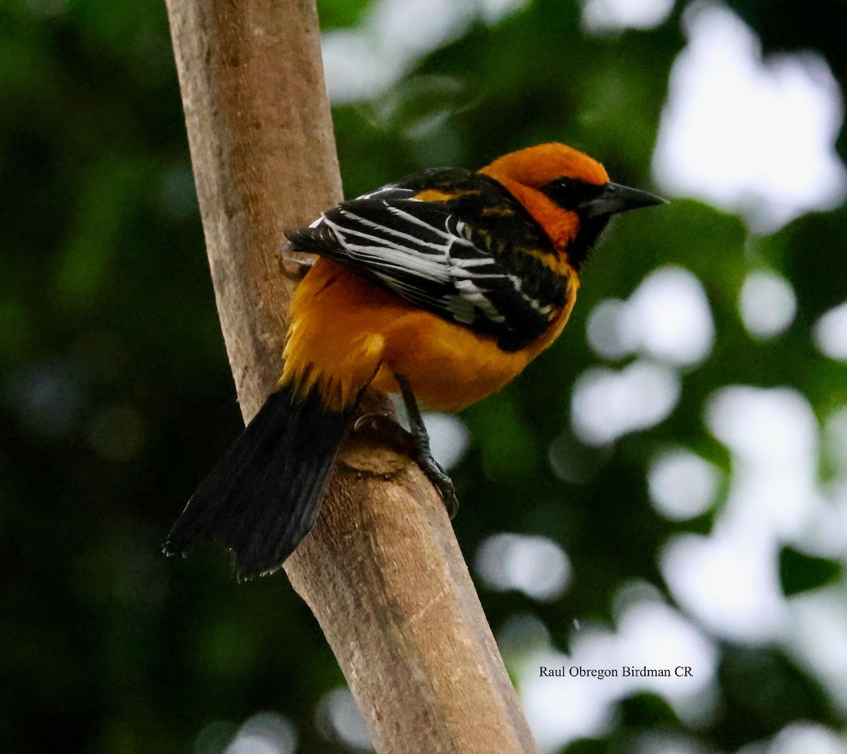 Streak-backed Oriole - ML645649491