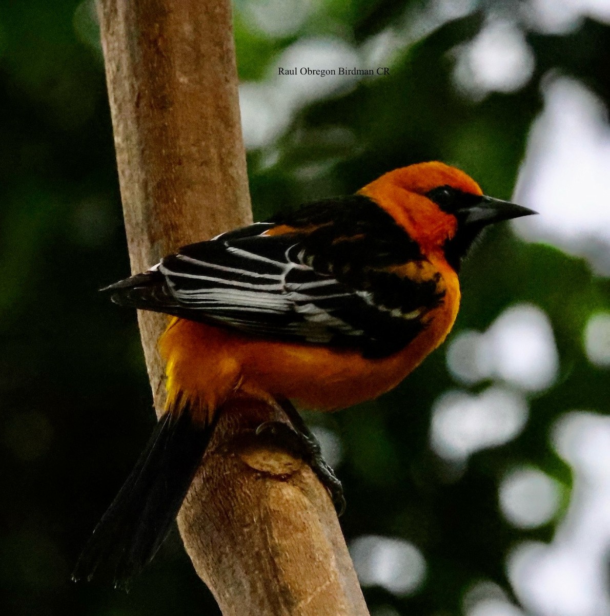 Streak-backed Oriole - ML645649492