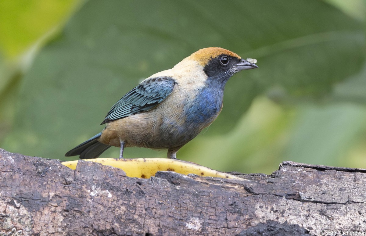 Burnished-buff Tanager - ML645649497