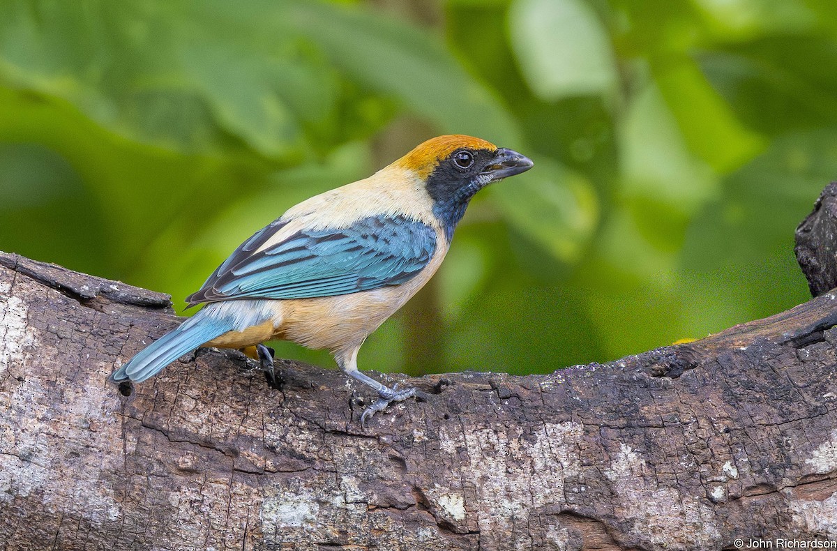 Burnished-buff Tanager - ML645649498