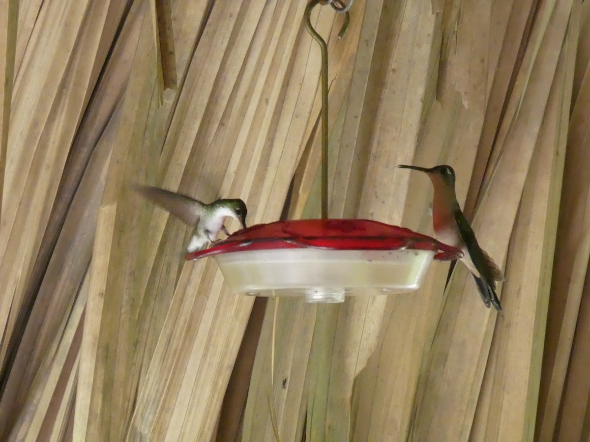 Wedge-tailed Sabrewing - ML645649503