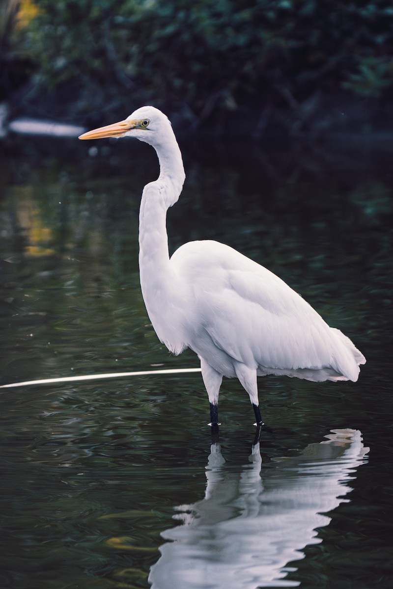 Чапля велика/середня - ML645649516