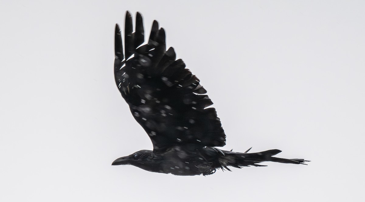 Large-billed Crow - ML645649529