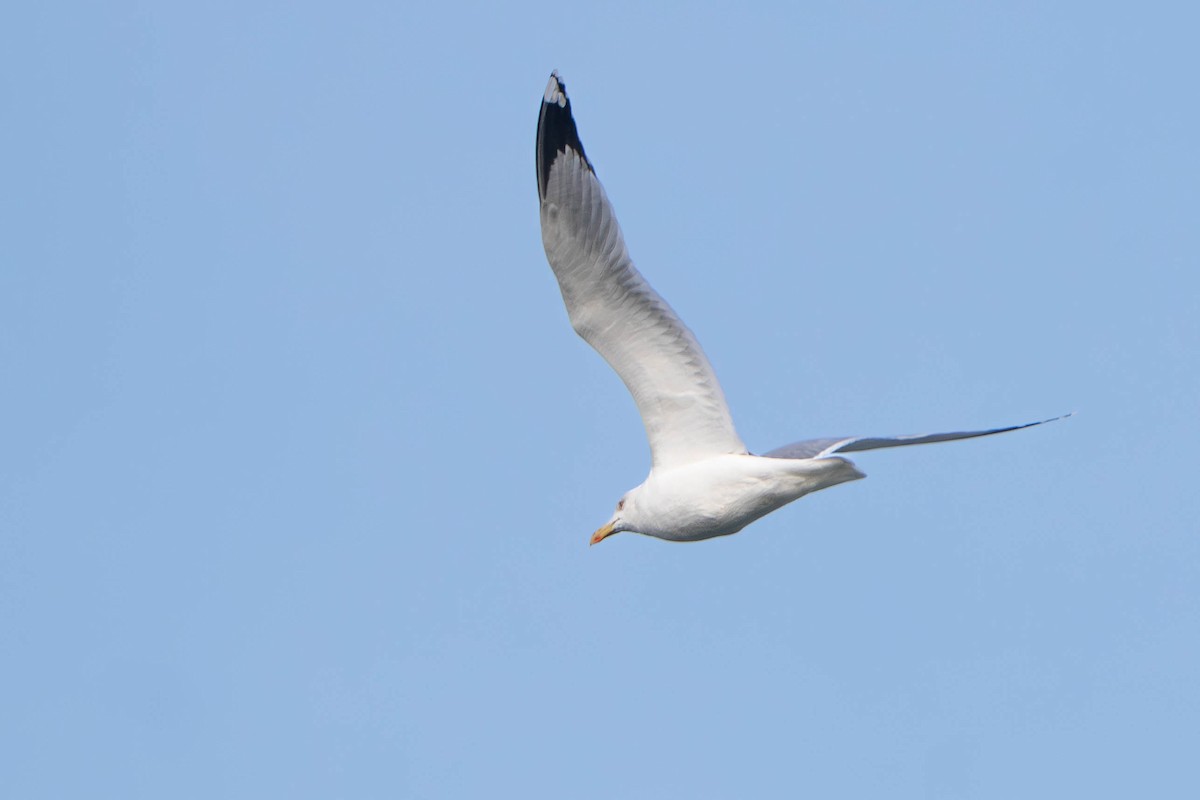 racek středomořský - ML645649546