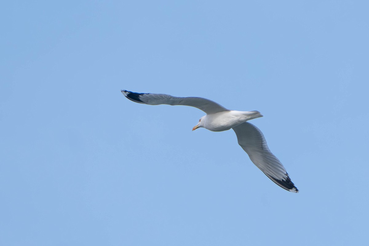 racek středomořský - ML645649547