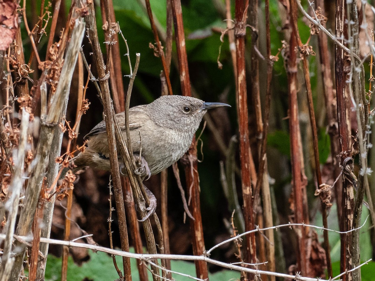 フォークランドミソサザイ - ML645649548