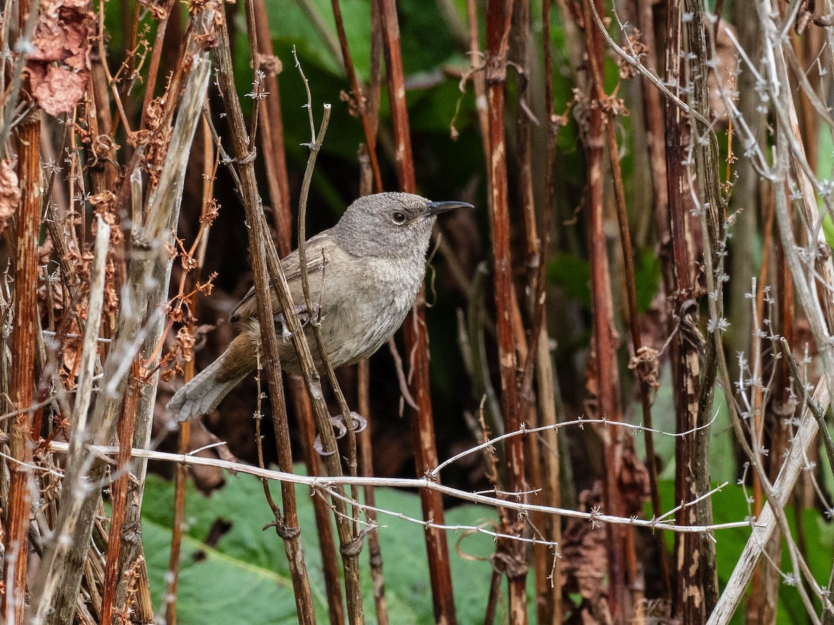 フォークランドミソサザイ - ML645649549