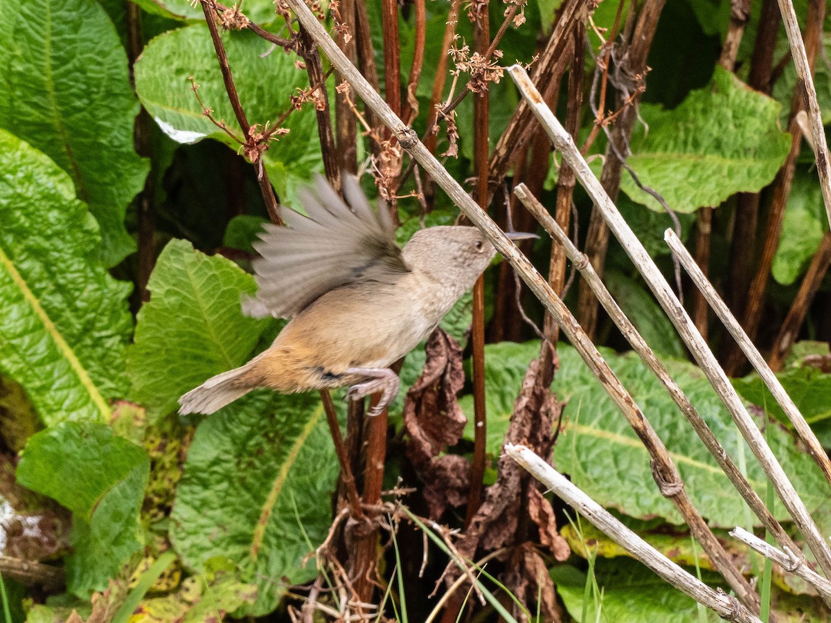 フォークランドミソサザイ - ML645649550