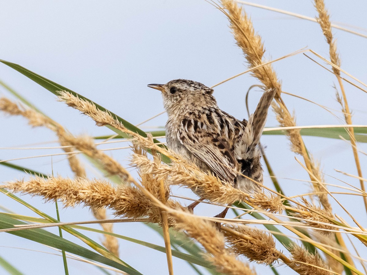 Травяной крапивник (hornensis/falklandicus) - ML645649565
