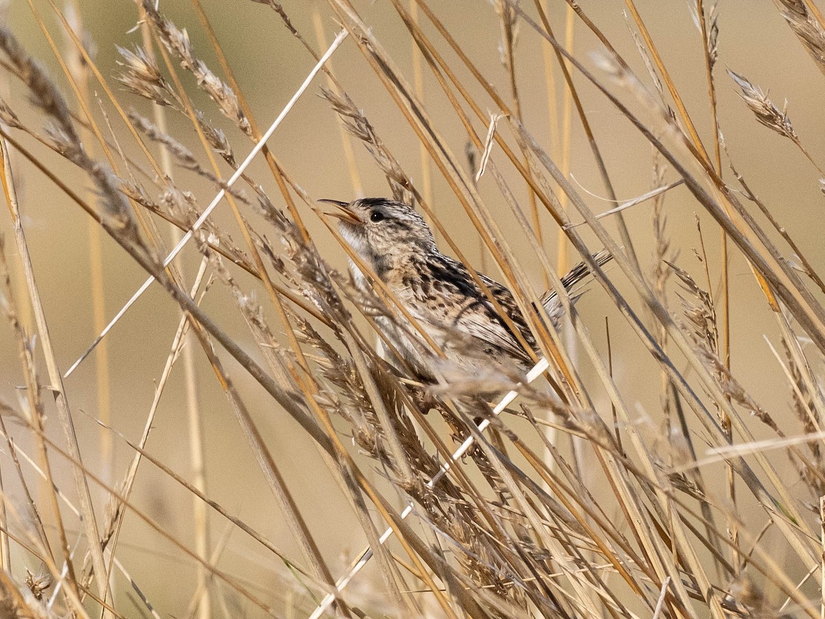 Травяной крапивник (hornensis/falklandicus) - ML645649567