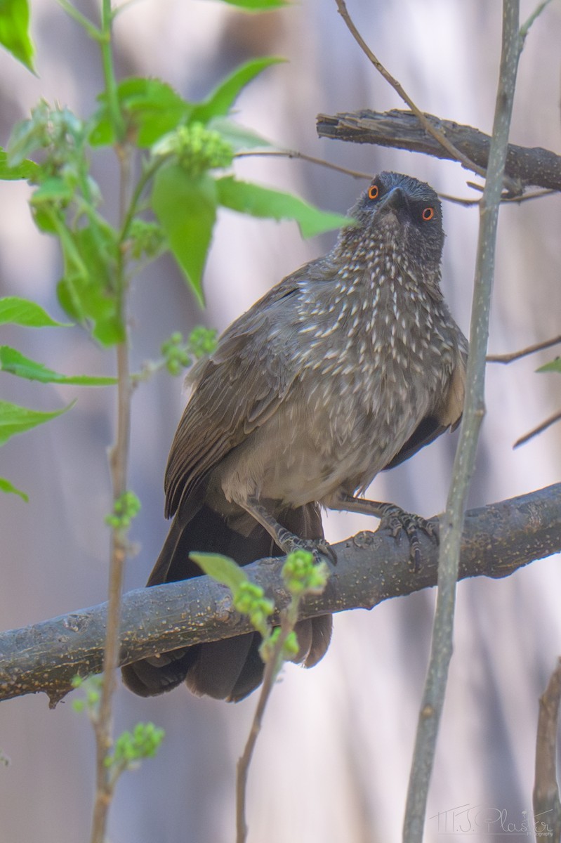 pilskriketrost - ML645649580