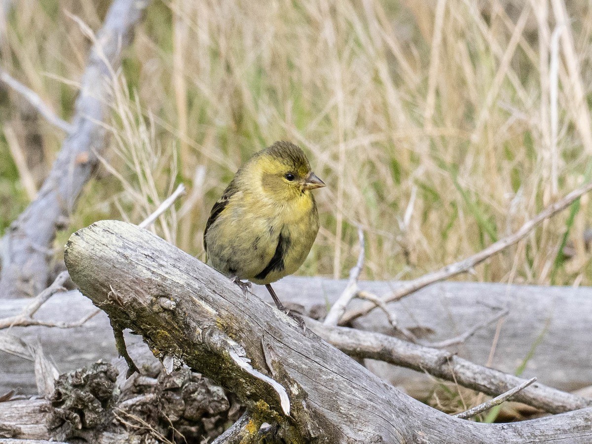 čížek vousatý - ML645649584