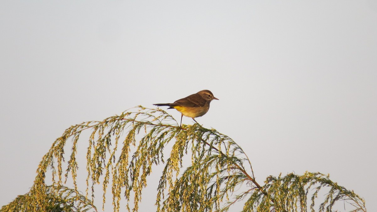 Palm Warbler - ML645649603