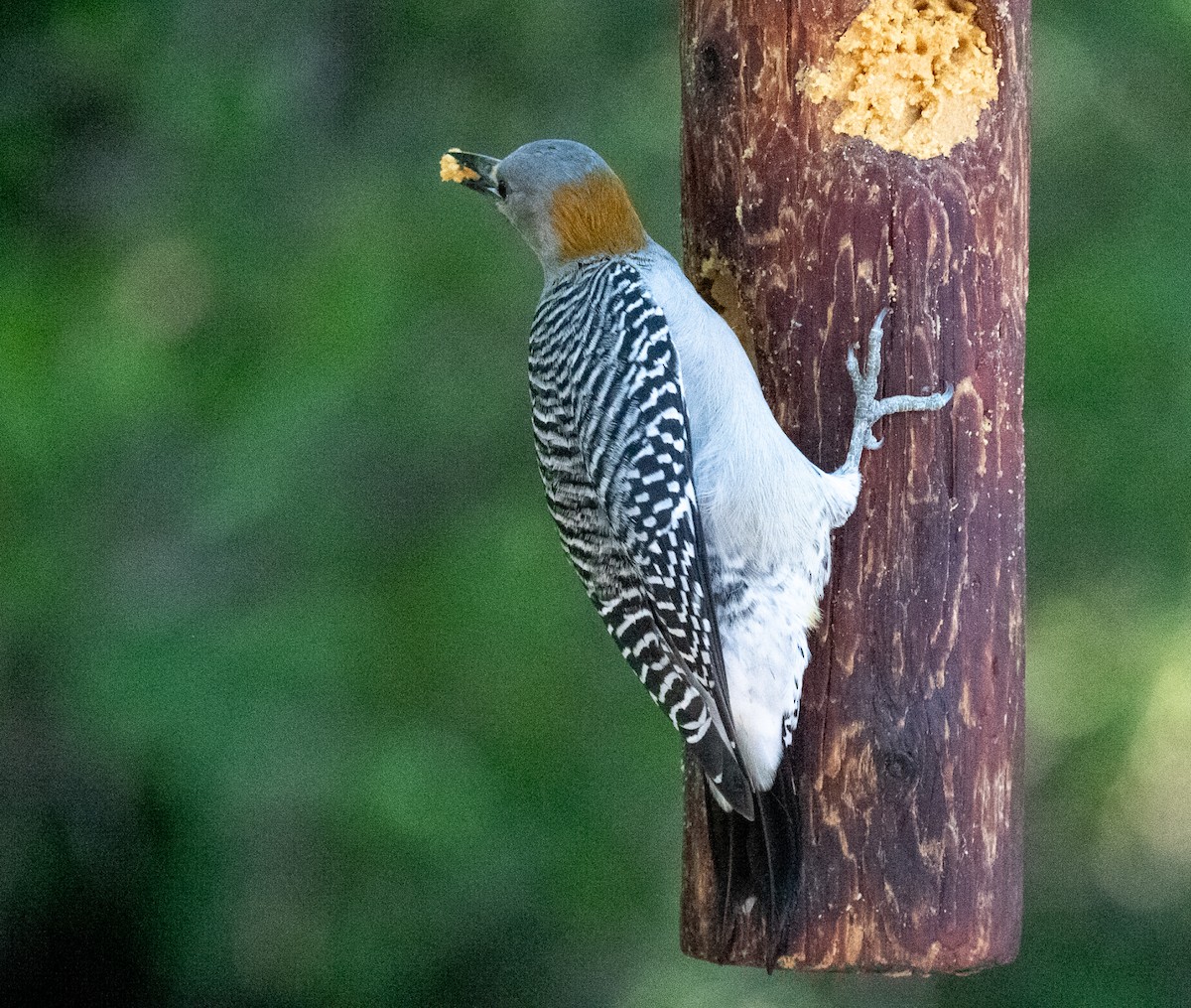 mesquitespett - ML645649607