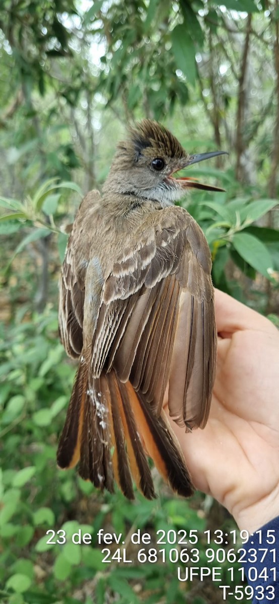 brunstenktyrann - ML645649611