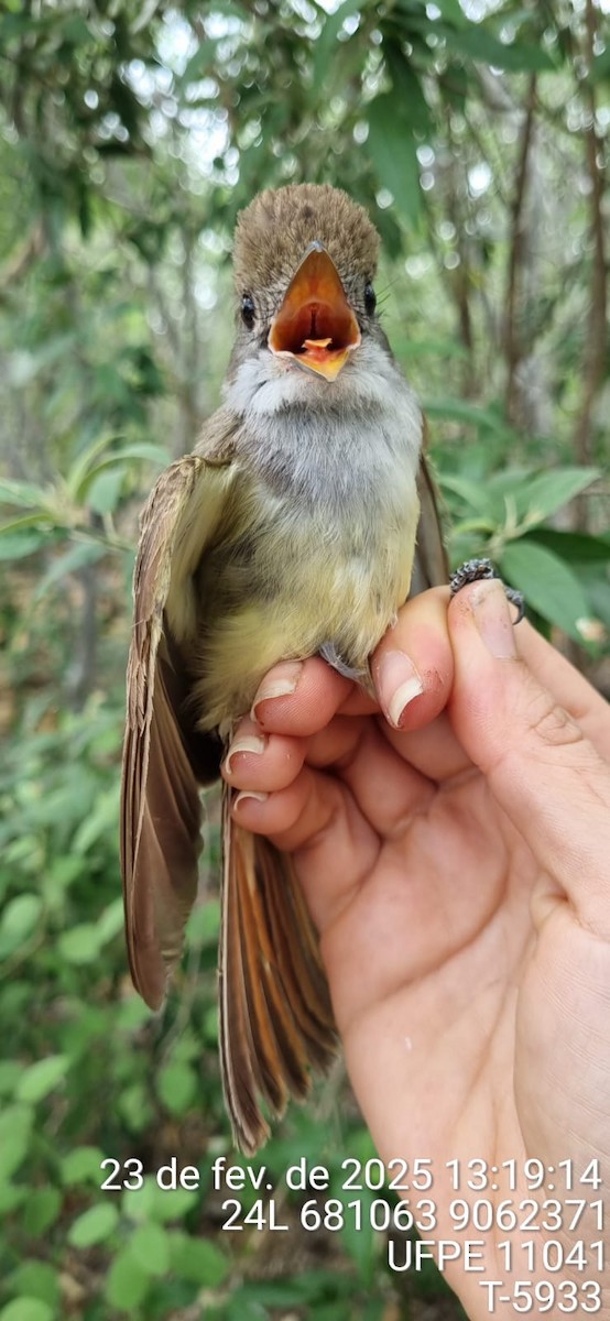 brunstenktyrann - ML645649612