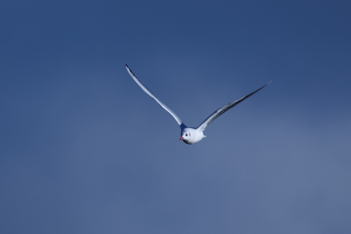 hettemåke - ML645649615