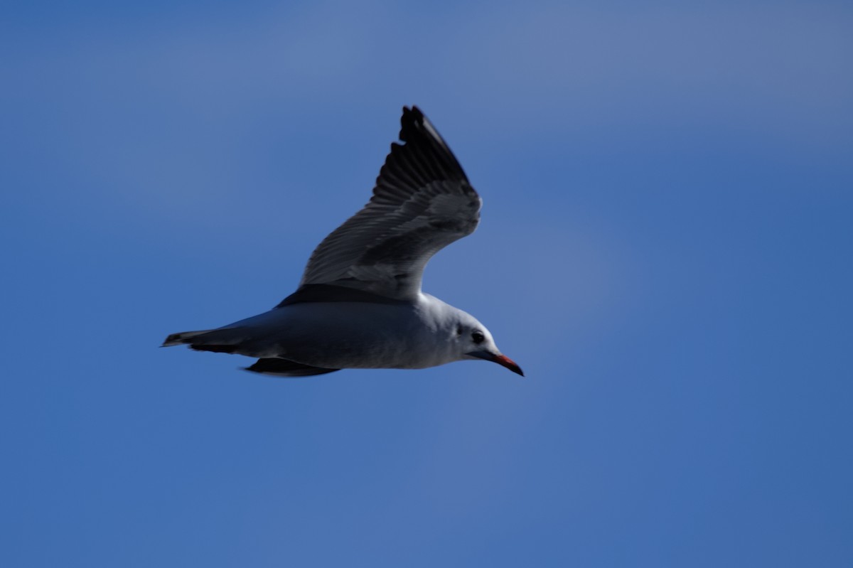 hettemåke - ML645649616