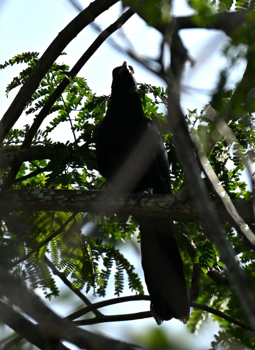 grønnebbkoel - ML645649618