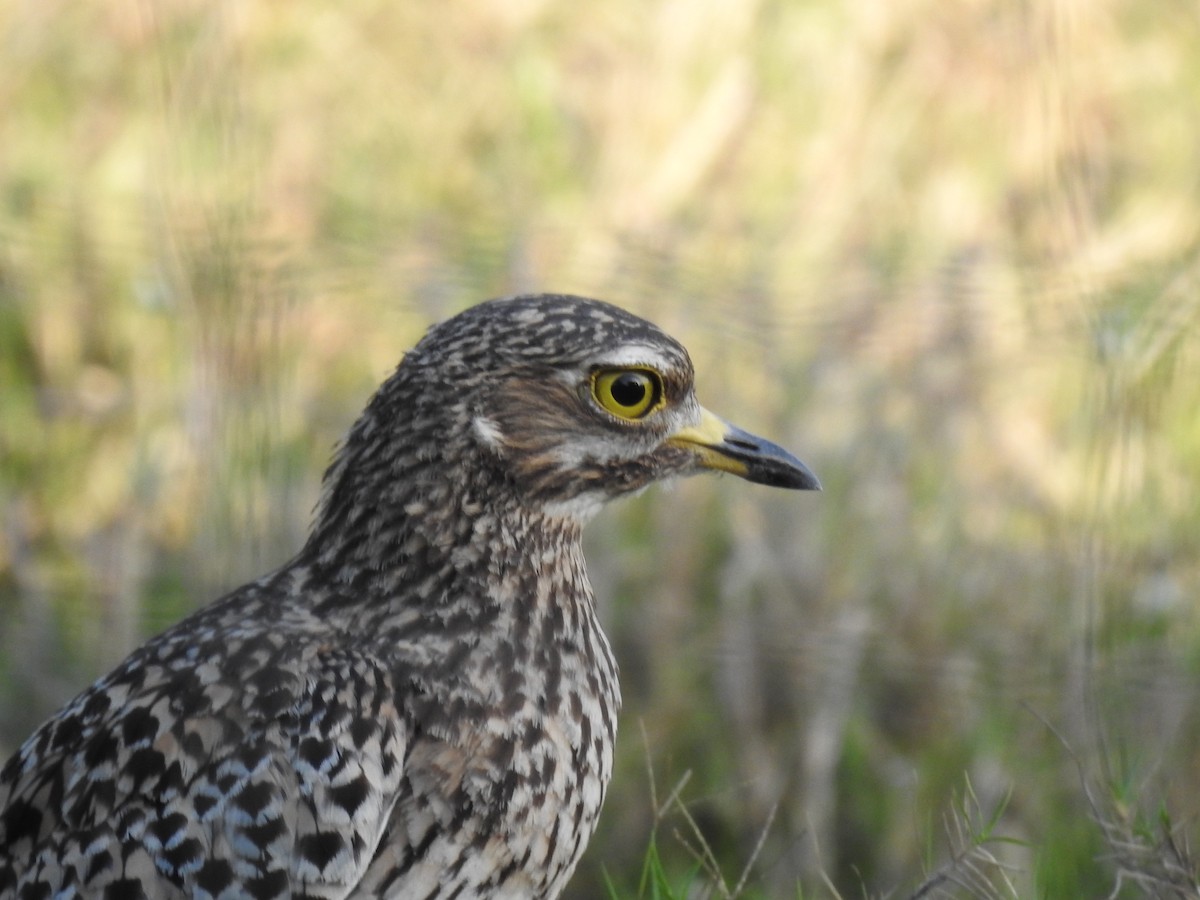 flekktriel - ML645649619