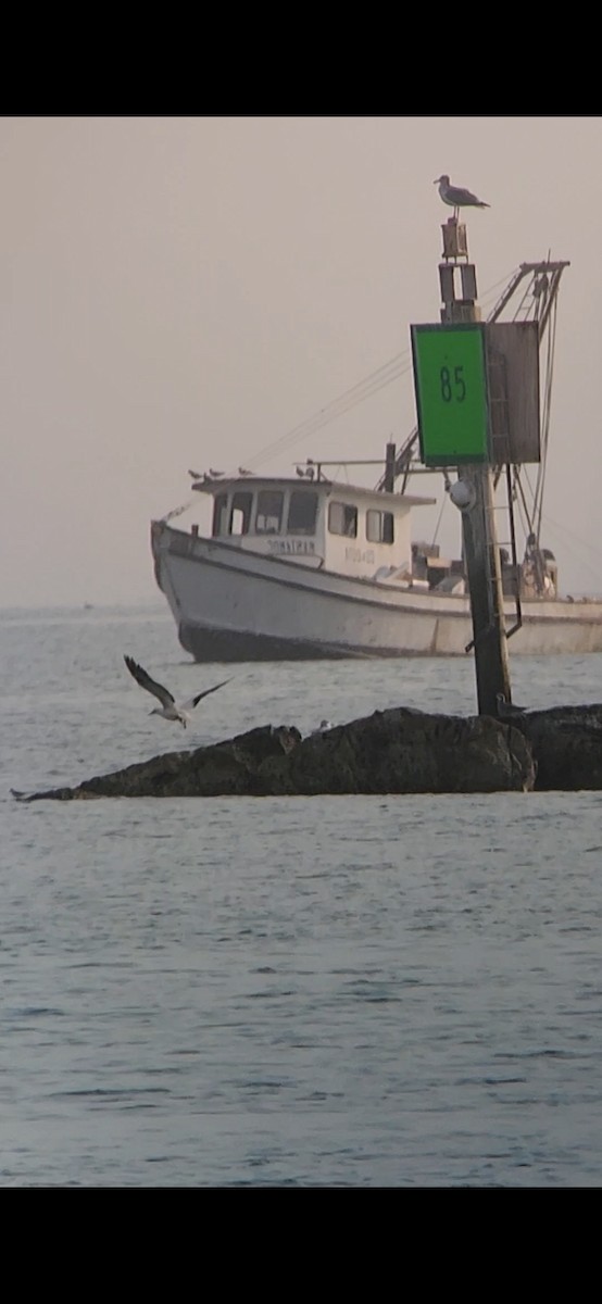 Red-footed Booby - ML645649620