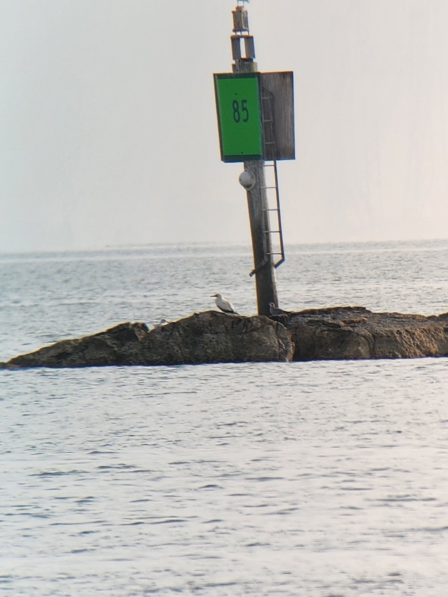 Red-footed Booby - ML645649621